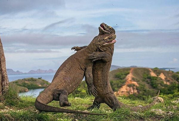 Open Trip Labuan Bajo 2 Days 1 Night