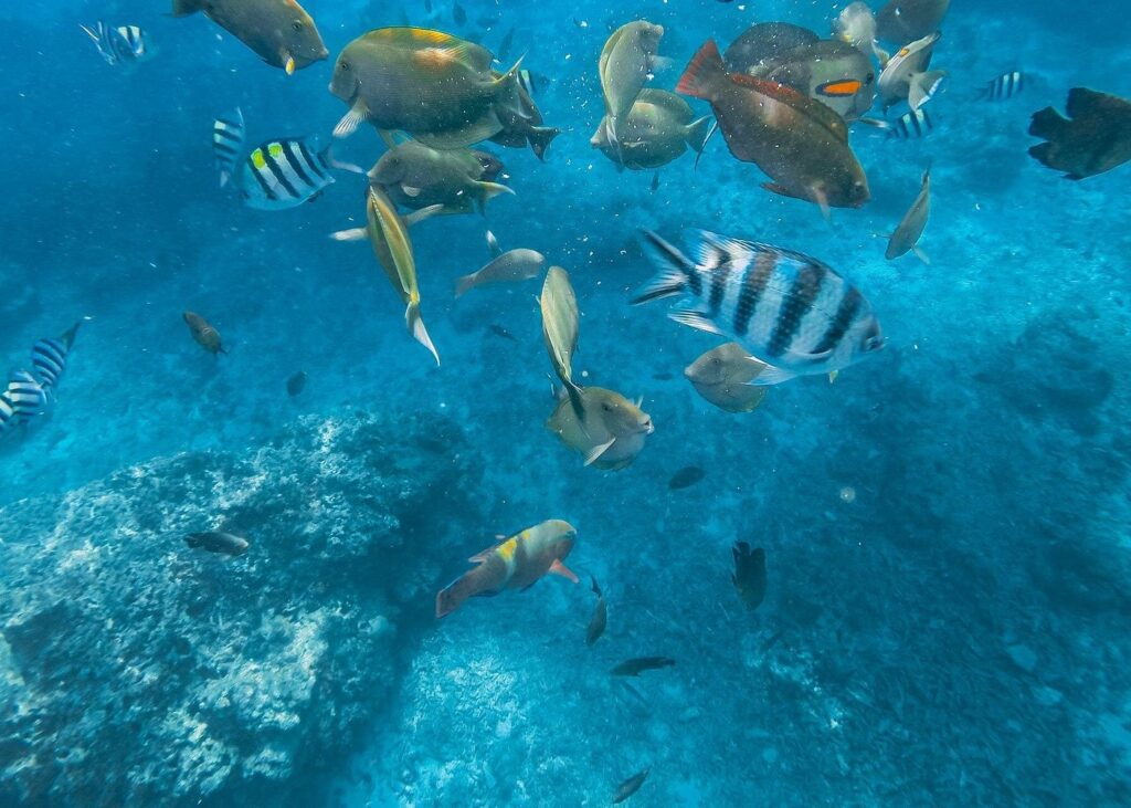 Snorkeling Lombok