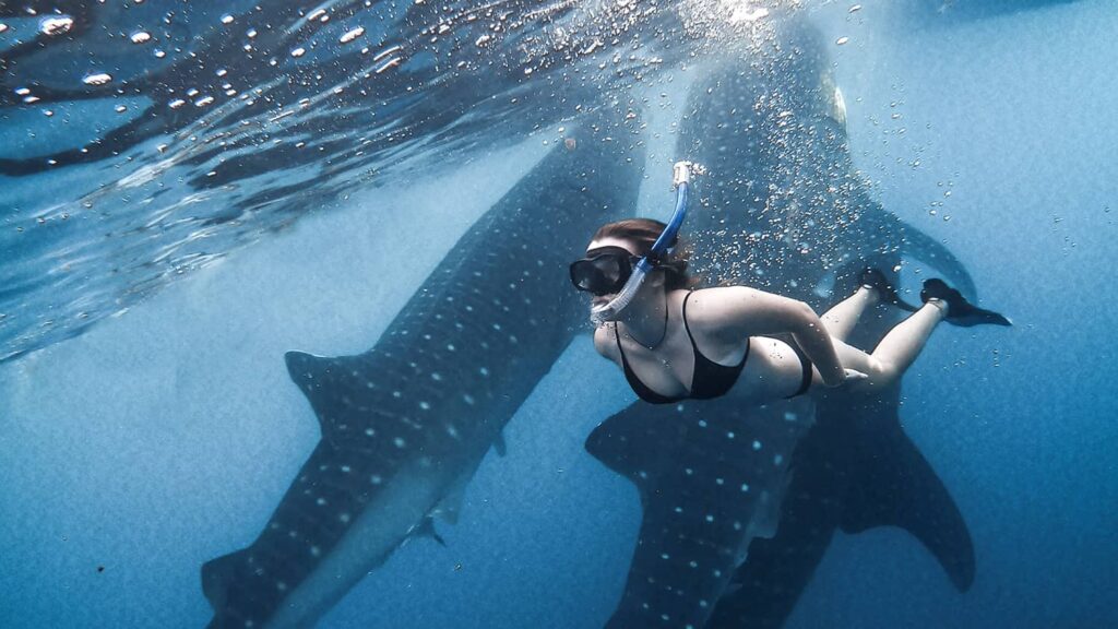 whaleshark-tour-sumbawa