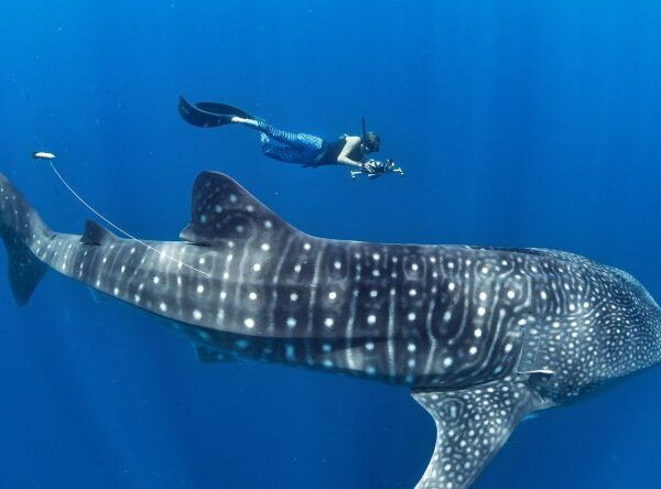 whaleshark-tour-sumbawa