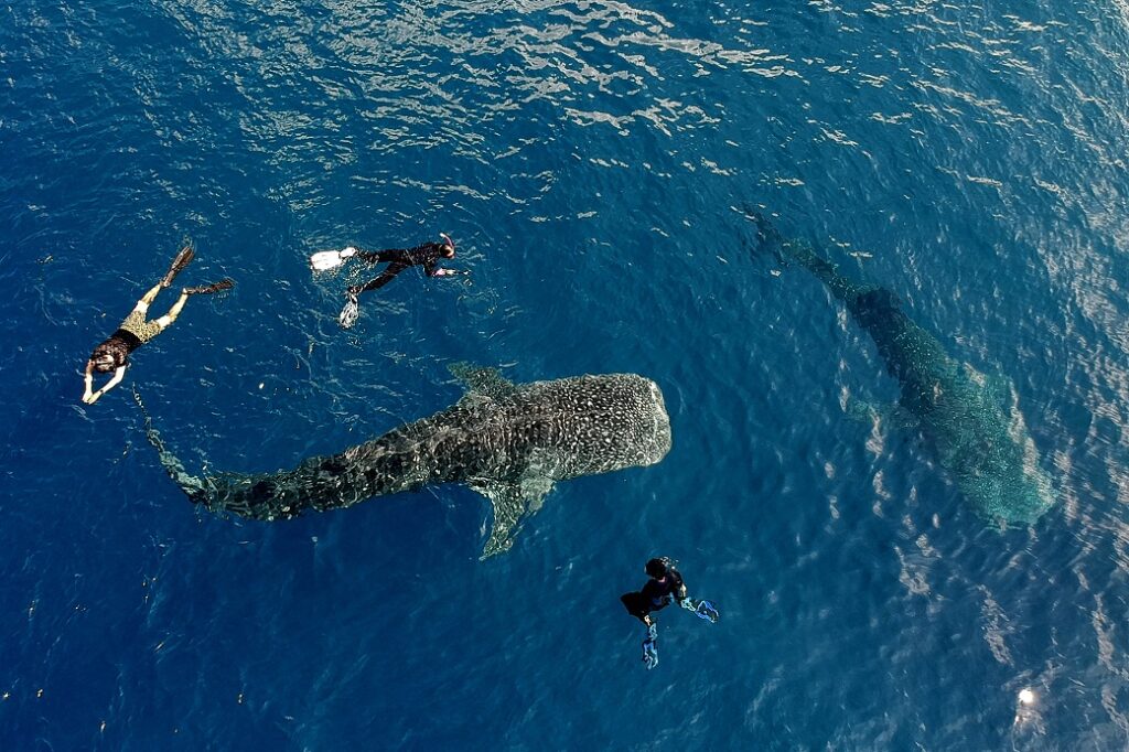 whaleshark-tour-sumbawa
