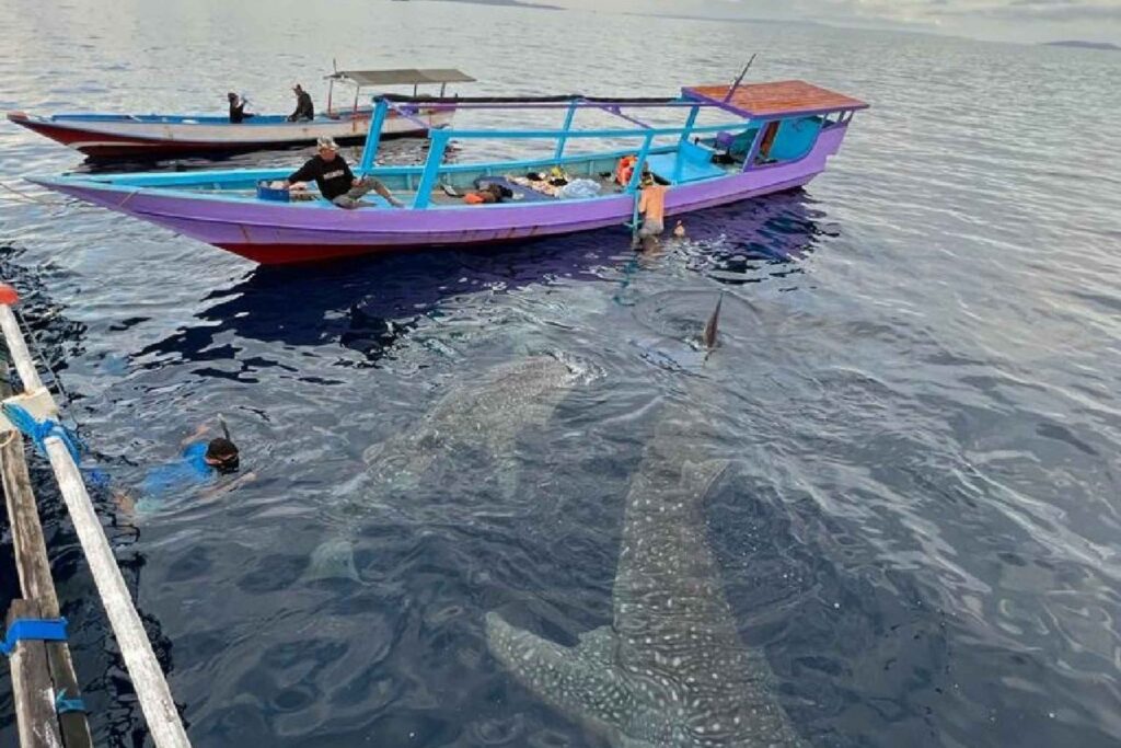 whaleshark-tour-sumbawa