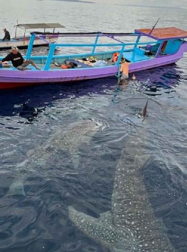 whaleshark-tour-sumbawa