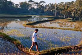Tetebatu Village Lombok